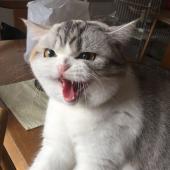 Аватар NeinCat