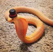 Аватар Python