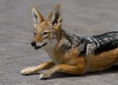 Аватар Pairpa