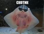 Аватар Mr.Skat
