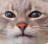 Аватар Spamcat