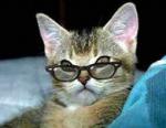 Аватар Evil_cat