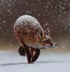 Аватар Foxxxy