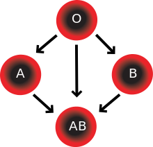 Blood Compatibility.png